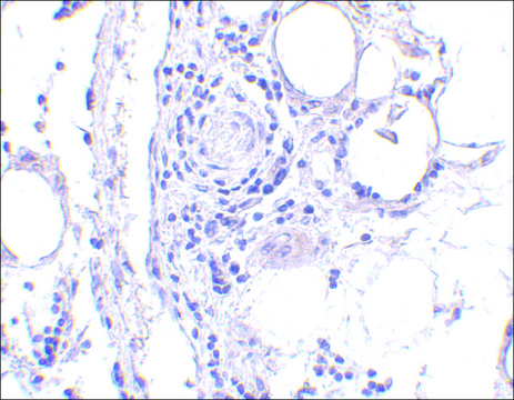 Anti-FABP7 antibody produced in rabbit affinity isolated antibody, buffered aqueous solution