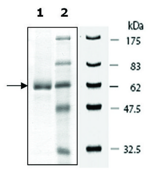 PDE7A active mouse recombinant, expressed in baculovirus infected Sf9 cells, &#8805;22% (SDS-PAGE)