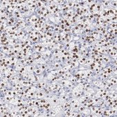 Anti-HNF1B antibody produced in rabbit Prestige Antibodies&#174; Powered by Atlas Antibodies, affinity isolated antibody, buffered aqueous glycerol solution