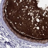 Anti-MUC15 antibody produced in rabbit Prestige Antibodies&#174; Powered by Atlas Antibodies, affinity isolated antibody, buffered aqueous glycerol solution