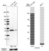 Anti-ELOVL5 antibody produced in rabbit Prestige Antibodies&#174; Powered by Atlas Antibodies, affinity isolated antibody, buffered aqueous glycerol solution