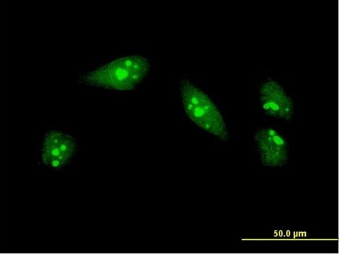 ANTI-MEOX1 antibody produced in mouse clone 2E12, purified immunoglobulin, buffered aqueous solution