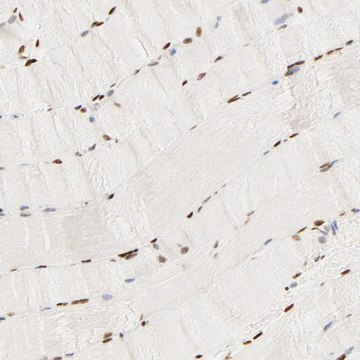Anti-FAM50A antibody produced in rabbit affinity isolated antibody, buffered aqueous glycerol solution