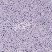 Anti-TLN2 Prestige Antibodies&#174; Powered by Atlas Antibodies, affinity isolated antibody