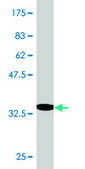 Monoclonal Anti-MBD1 antibody produced in mouse clone 2C7, purified immunoglobulin, buffered aqueous solution