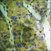 Anti-phospho-PKC &#950; (pThr410) antibody produced in rabbit affinity isolated antibody