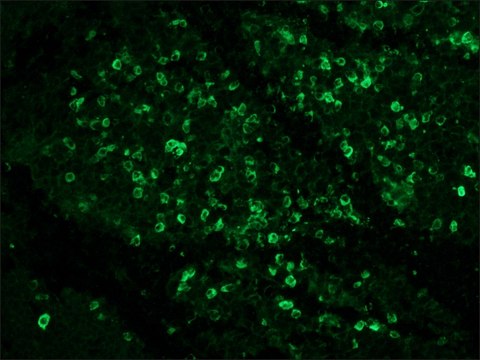 Monoclonal Anti-Rabbit Immunoglobulins–FITC antibody produced in mouse clone RG-16, purified immunoglobulin, buffered aqueous solution