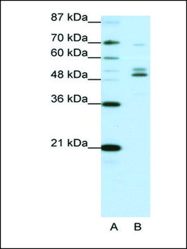 Anti-FOXA2 (AB2) antibody produced in rabbit IgG fraction of antiserum