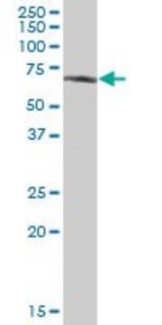 Anti-GPC5 antibody produced in mouse purified immunoglobulin, buffered aqueous solution