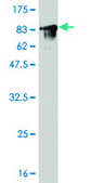Monoclonal Anti-FYN antibody produced in mouse clone 3G11-F9, purified immunoglobulin, buffered aqueous solution