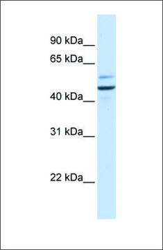 Anti-GOLM1 antibody produced in rabbit affinity isolated antibody