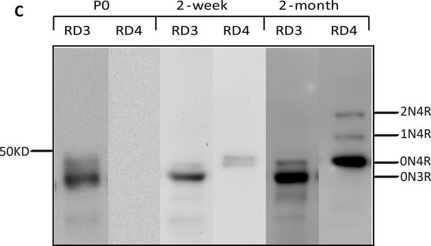 Anti-Tau (4-repeat isoform RD4) Antibody, clone 1E1/A6 culture supernatant, clone 1E1/A6, Upstate&#174;