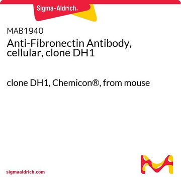 Anti-Fibronectin Antibody, cellular, clone DH1 clone DH1, Chemicon&#174;, from mouse