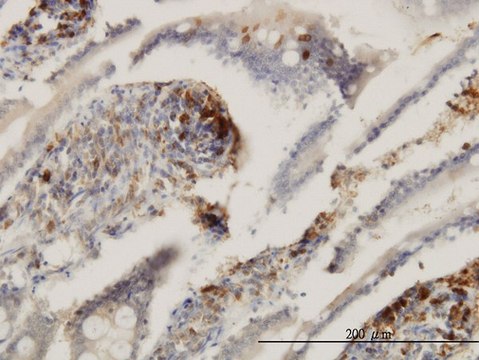 Monoclonal Anti-ENTPD6 antibody produced in mouse clone 2D10, purified immunoglobulin, buffered aqueous solution