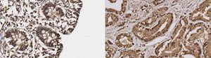 Anti-NKCC1/2 Antibody, clone T4 clone T4, from mouse