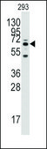 Anti-SARS2 (N-term) antibody produced in rabbit saturated ammonium sulfate (SAS) precipitated, buffered aqueous solution