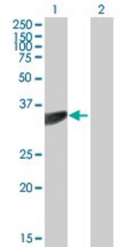 Anti-PTER antibody produced in mouse purified immunoglobulin, buffered aqueous solution