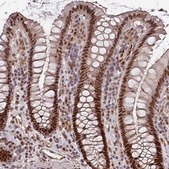Anti-POLD1 antibody produced in rabbit Prestige Antibodies&#174; Powered by Atlas Antibodies, affinity isolated antibody, buffered aqueous glycerol solution