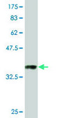Monoclonal Anti-GAPDH, (C-terminal) antibody produced in mouse clone 1G5, purified immunoglobulin, buffered aqueous solution