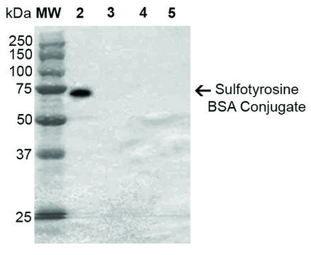 Monoclonal Anti-Sulfotyrosine-Allophycocyanin antibody produced in mouse clone 7C5