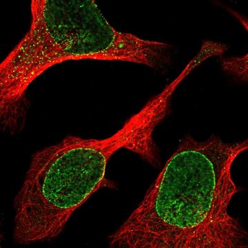 Anti-ZBED6CL antibody produced in rabbit Prestige Antibodies&#174; Powered by Atlas Antibodies, affinity isolated antibody
