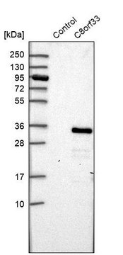 Anti-C8orf33 antibody produced in rabbit Prestige Antibodies&#174; Powered by Atlas Antibodies, affinity isolated antibody, buffered aqueous glycerol solution, ab1