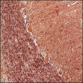Anti-BDNF antibody, Mouse Monoclonal clone BDNF129-13, purified from hybridoma cell culture