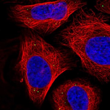 Anti-SEMA3A antibody produced in rabbit affinity isolated antibody