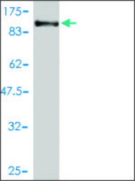 Monoclonal Anti-PCDHB16 antibody produced in mouse clone 3F12-2A6, purified immunoglobulin, buffered aqueous solution