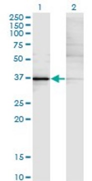 Monoclonal Anti-KLF15, (N-terminal) antibody produced in mouse clone 1F3, purified immunoglobulin, buffered aqueous solution