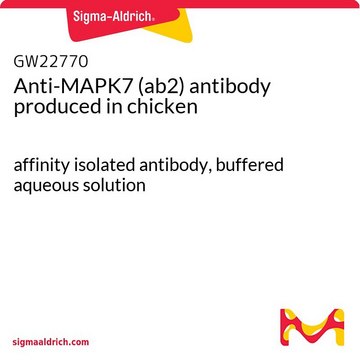 Anti-MAPK7 (ab2) antibody produced in chicken affinity isolated antibody, buffered aqueous solution