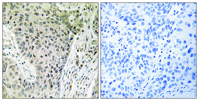Anti-ARHGEF19 antibody produced in rabbit affinity isolated antibody