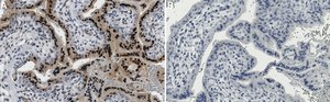 Anti-AHR Antibody, clone 1H8 ZooMAb&#174; Rabbit Monoclonal recombinant, expressed in HEK 293 cells