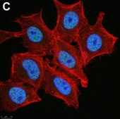 Anti-phospho-Chk1(Ser345) Antibody, clone 3D14 ZooMAb&#174; Rabbit Monoclonal recombinant, expressed in HEK 293 cells