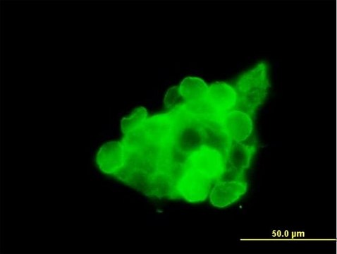 Anti-CX3CR1 antibody produced in mouse purified immunoglobulin, buffered aqueous solution