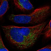 Anti-AZIN1 antibody produced in rabbit Prestige Antibodies&#174; Powered by Atlas Antibodies, affinity isolated antibody, buffered aqueous glycerol solution