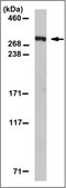 Anti-ABCA4 Antibody, clone 5D7.1 clone 5D7.1, from mouse