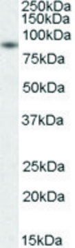 Anti-BAG3 (C-terminal) antibody produced in goat affinity isolated antibody, buffered aqueous solution