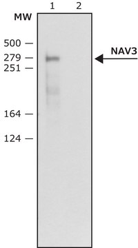 Anti-NAV3 (N-terminal) antibody produced in rabbit ~1&#160;mg/mL, affinity isolated antibody, buffered aqueous solution