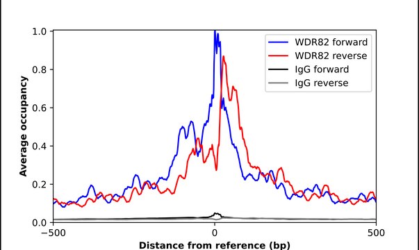 Anti-WDR82 antibody produced in rabbit Prestige Antibodies&#174; Powered by Atlas Antibodies, affinity isolated antibody