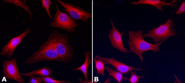 Anti-&#945;-Tubulin antibody, Mouse monoclonal clone AA13, purified from hybridoma cell culture