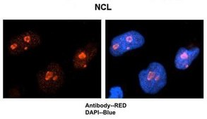 Anti-NCL (AB2) antibody produced in rabbit IgG fraction of antiserum
