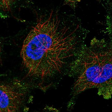 Anti-TGS1 antibody produced in rabbit Prestige Antibodies&#174; Powered by Atlas Antibodies, affinity isolated antibody