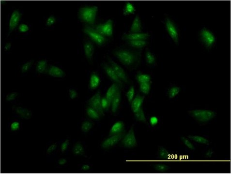 Monoclonal Anti-NR1H4 antibody produced in mouse clone 1G11, purified immunoglobulin, buffered aqueous solution