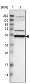 Anti-RRP1 antibody produced in rabbit Prestige Antibodies&#174; Powered by Atlas Antibodies, affinity isolated antibody, buffered aqueous glycerol solution, Ab1