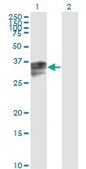 Monoclonal Anti-HPX antibody produced in mouse clone 3A9-1A9, purified immunoglobulin, buffered aqueous solution
