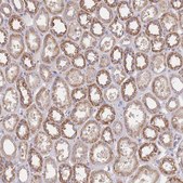 Anti-PREP antibody produced in rabbit Prestige Antibodies&#174; Powered by Atlas Antibodies, affinity isolated antibody, buffered aqueous glycerol solution