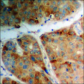 Anti-phospho-S6 Ribosomal Protein (pSer240) antibody produced in rabbit affinity isolated antibody