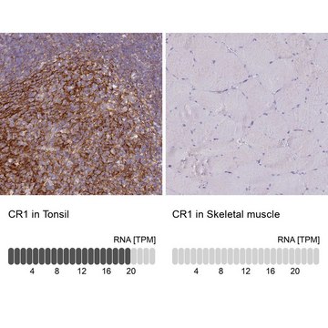 Anti-CR1 antibody produced in rabbit Prestige Antibodies&#174; Powered by Atlas Antibodies, affinity isolated antibody, buffered aqueous glycerol solution