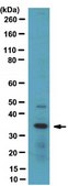 Anti-SC-35 Antibody, clone 1SC-4F11 ascites fluid, clone 1SC-4F11, from mouse